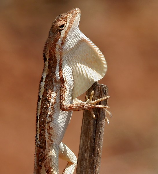 Fan throated lizard (Sitana ponticeriana)