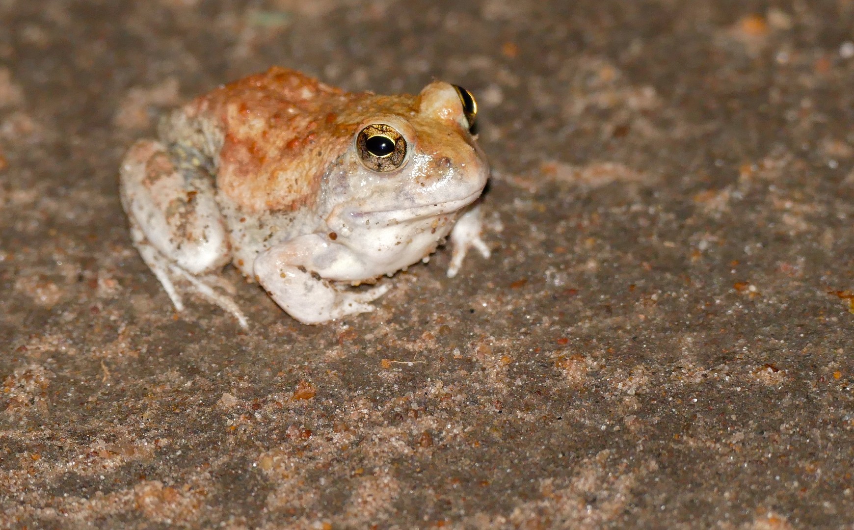Sand frogs (Tomopterna)