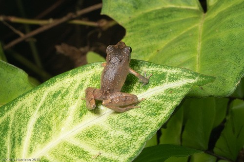 Lesser Antilles Robber Frog (Pristimantis urichi)