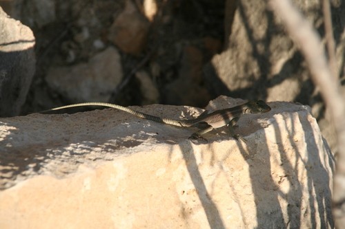 Madagascan swifts (Oplurus)