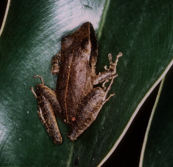 Pristimantis gutturalis (Pristimantis gutturalis)