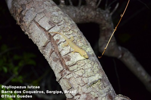 Brazilian geckos (Phyllopezus)