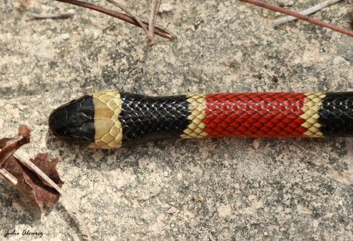 Micrurus distans zweifeli (Micrurus distans zweifeli)