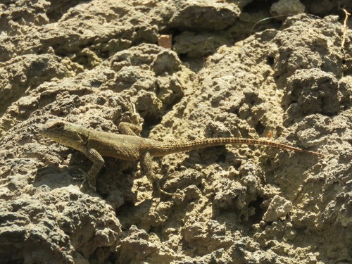 Sceloporus grammicus microlepidotus (Sceloporus grammicus microlepidotus)