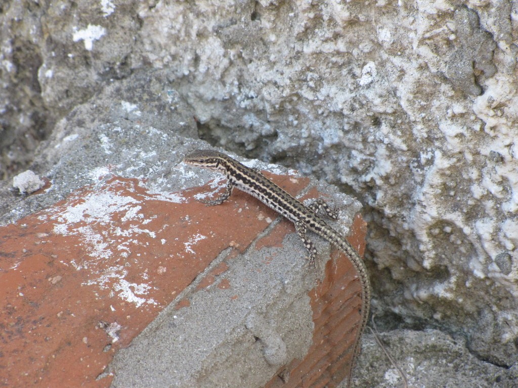 Podarcis erhardii riveti (Podarcis erhardii riveti)