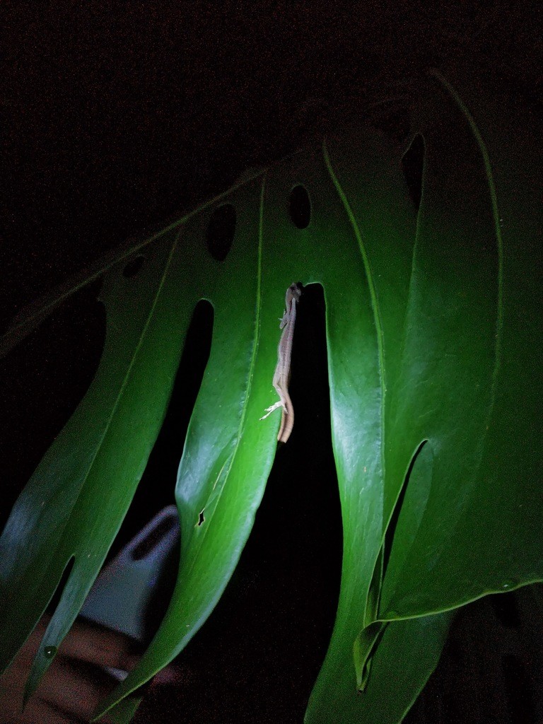 Anton's anole (Anolis antonii)