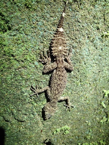 Australian leaf-tailed gecko (Phyllurus)