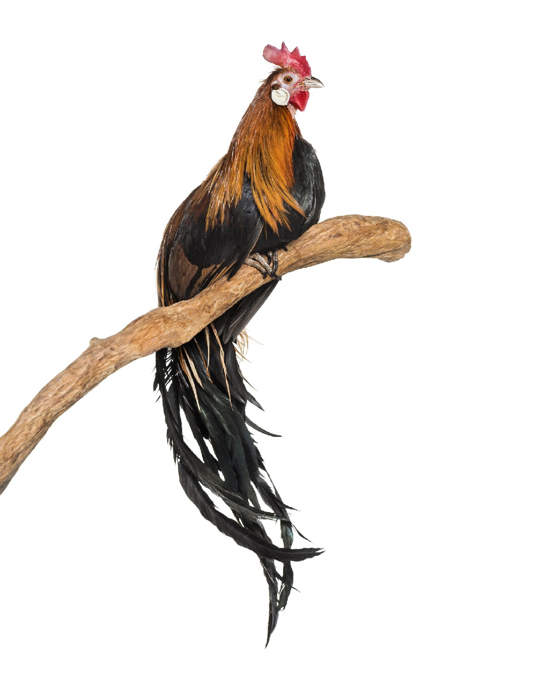 Phoenix Chicken (Gallus gallus domesticus 'Phoenix')