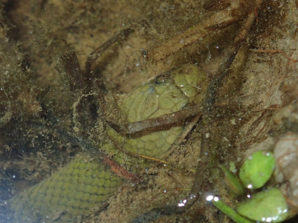 Olivfarbene wassertrugnatter (Hypsiscopus plumbea)