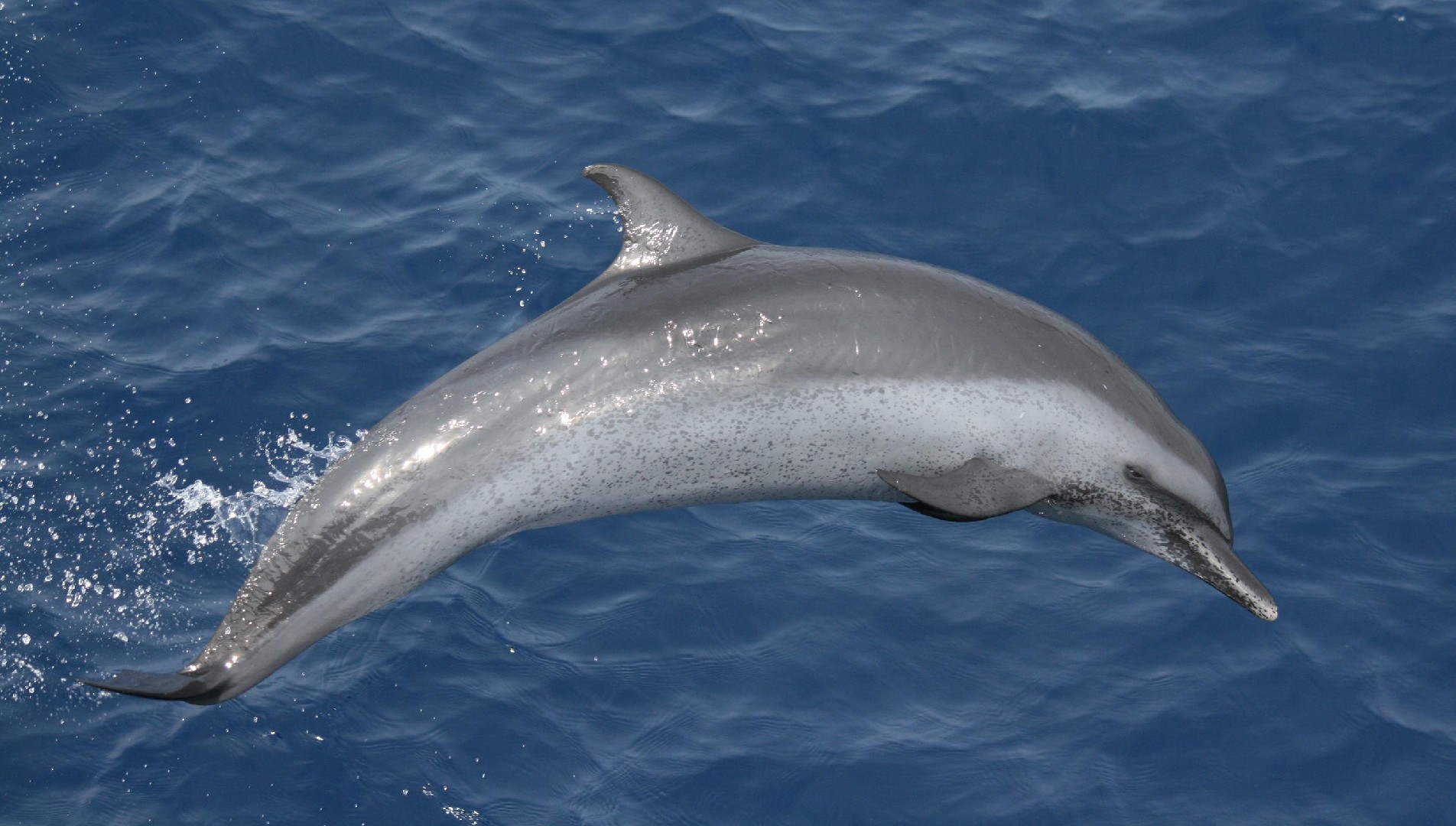Delfines manchados (Stenella)