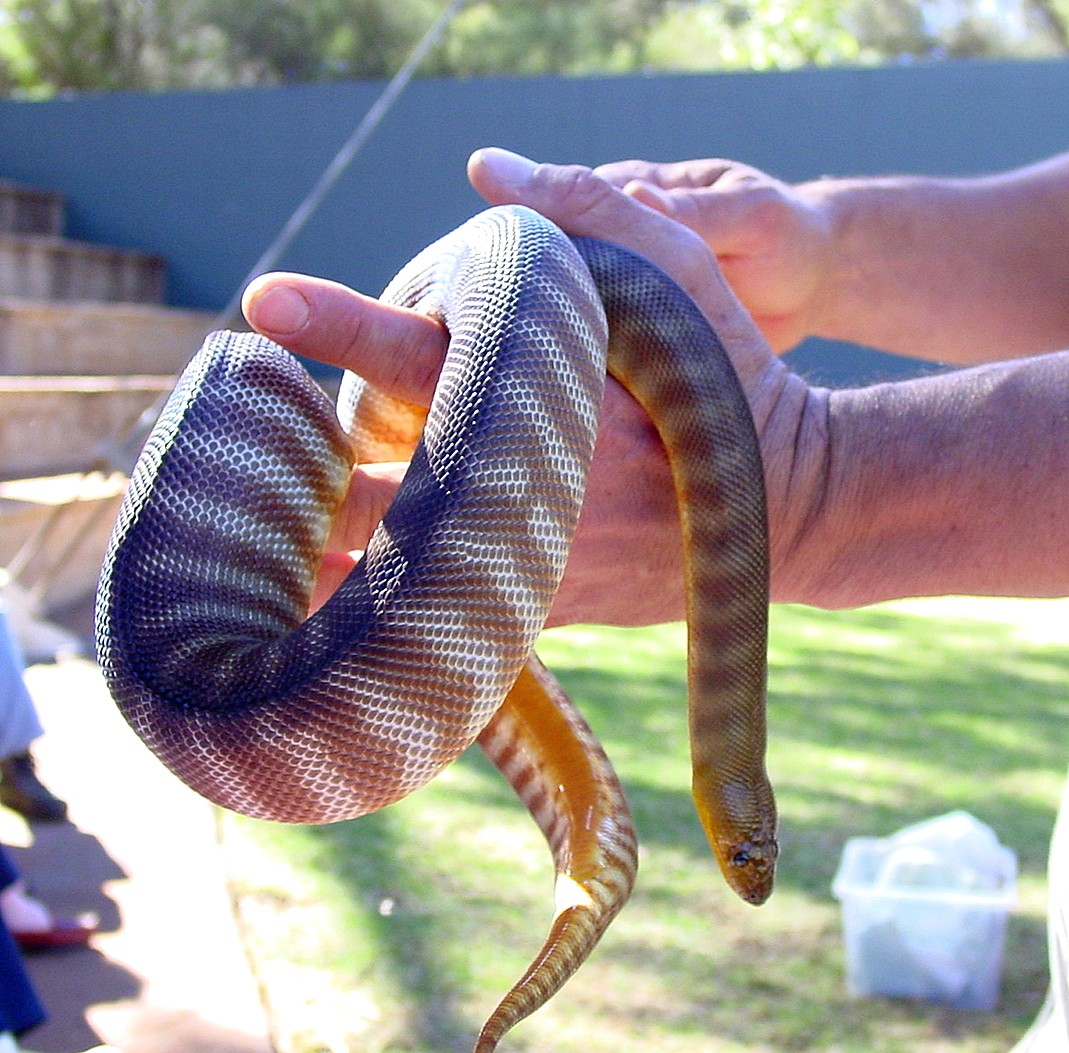 Python de ramsay (Aspidites ramsayi)