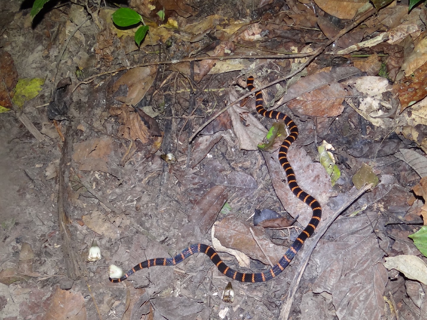 Coral snakes (Micrurus)