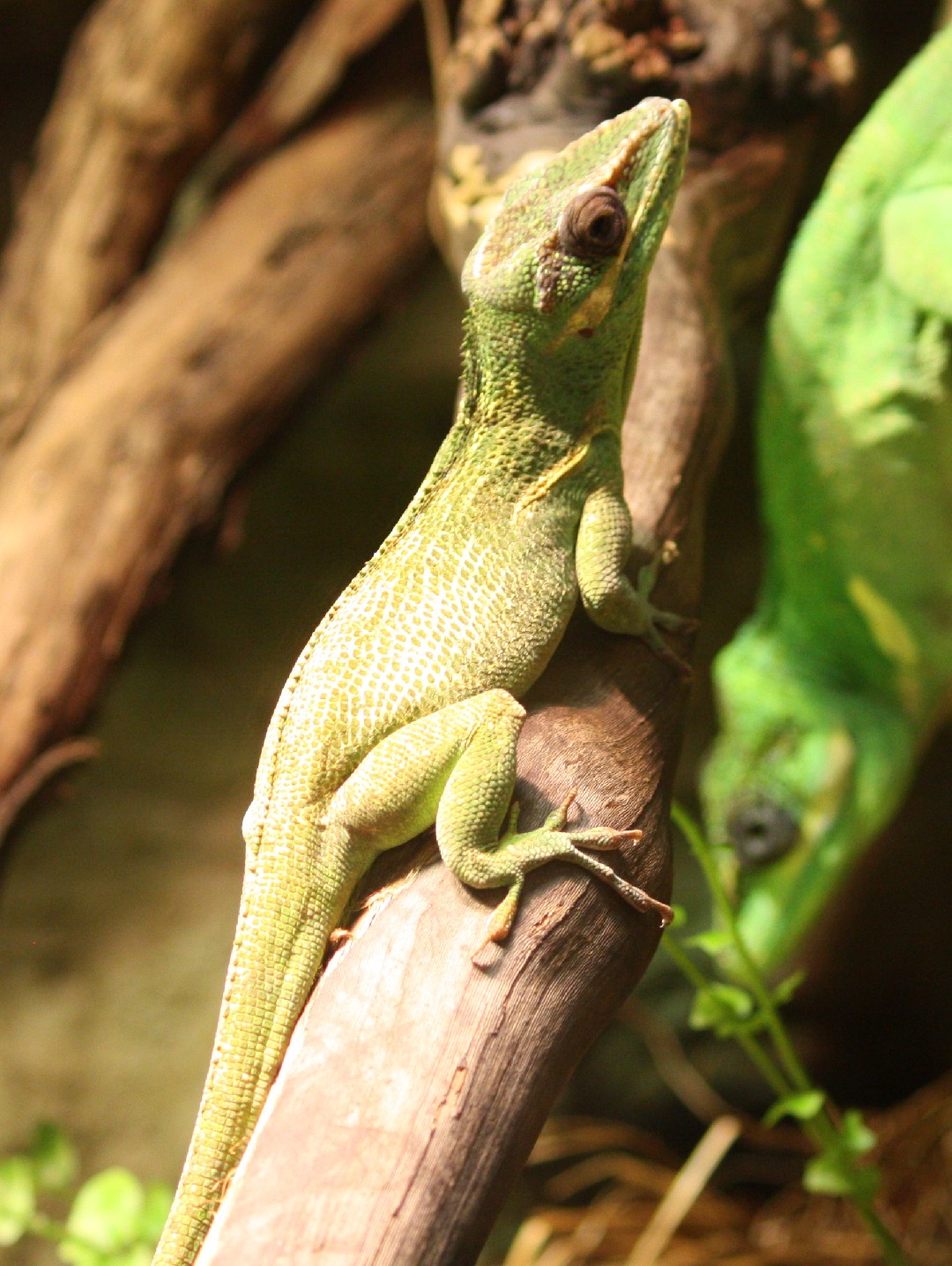 Anolis equestris equestris (Anolis equestris equestris)