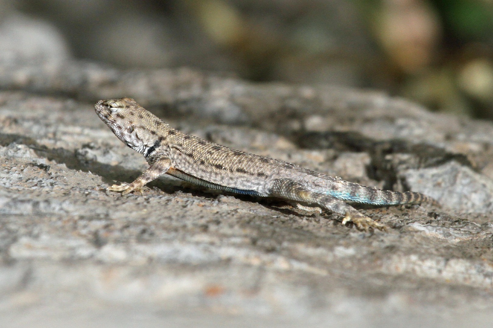 Sceloporus merriami annulatus (Sceloporus merriami annulatus)