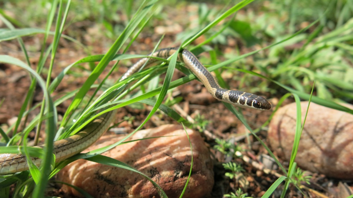 Sand-snake (Psammophis)