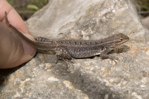 Sceloporus variabilis marmoratus (Sceloporus variabilis marmoratus)