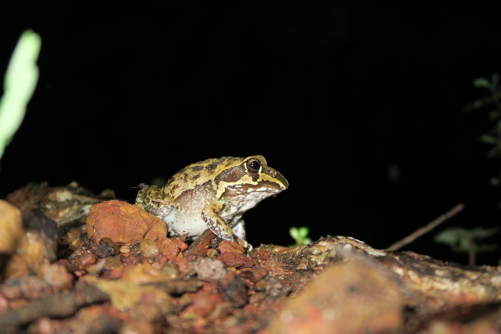 Australasian treefrogs (Litoria)
