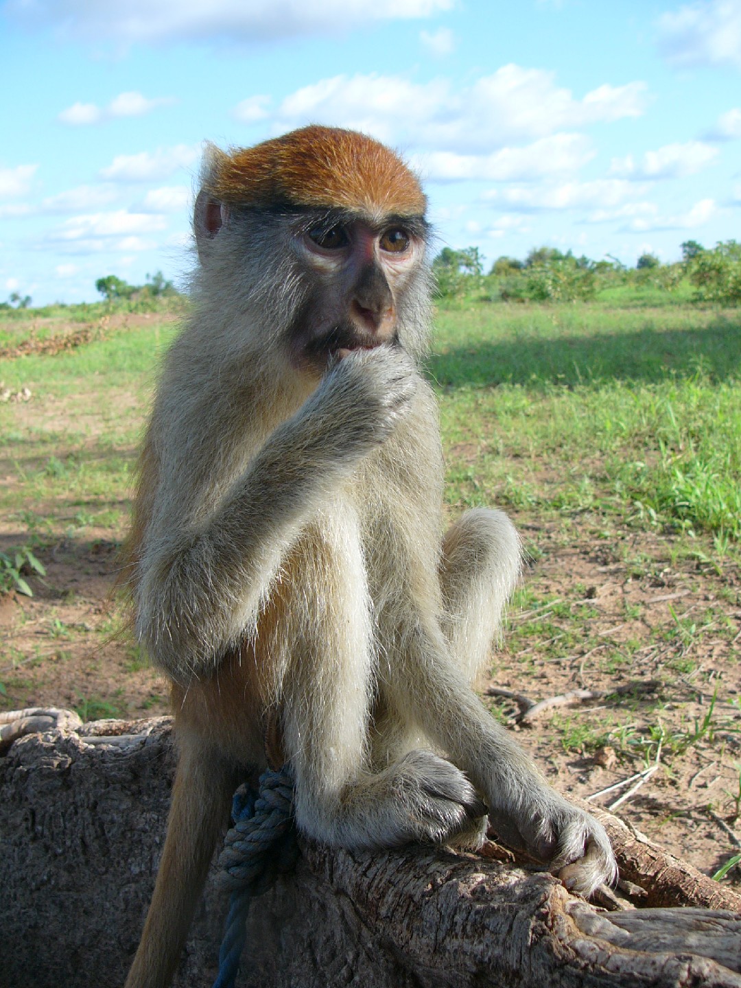 Mono rojo (Erythrocebus)