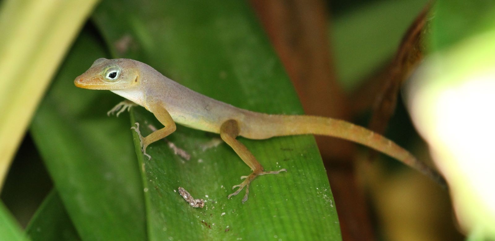 Anolis schwartzi (Anolis schwartzi)