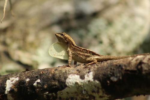 Anolis de bosque nublado (Anolis schiedii)