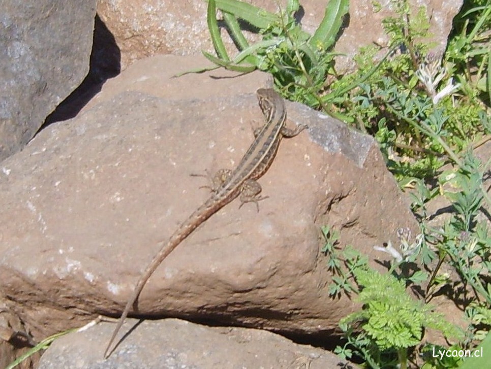 Wreath tree iguana (Liolaemus lemniscatus)