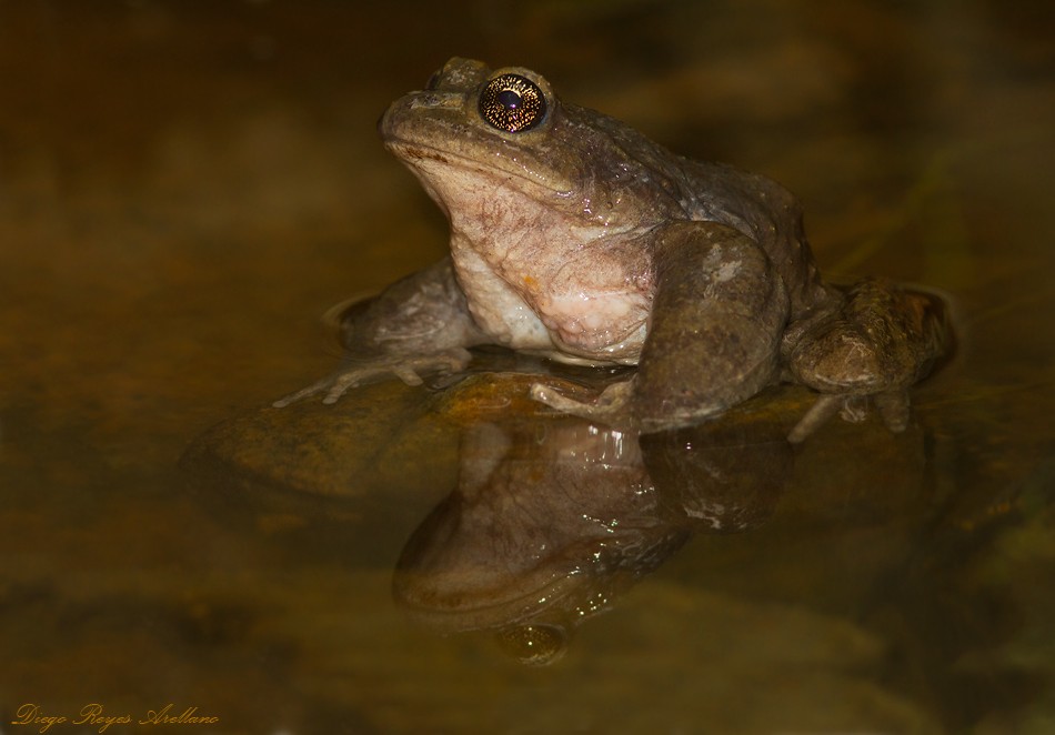 Spiny-chest frogs (Alsodes)