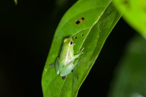 Hatchet-faced tree frogs (Sphaenorhynchus)