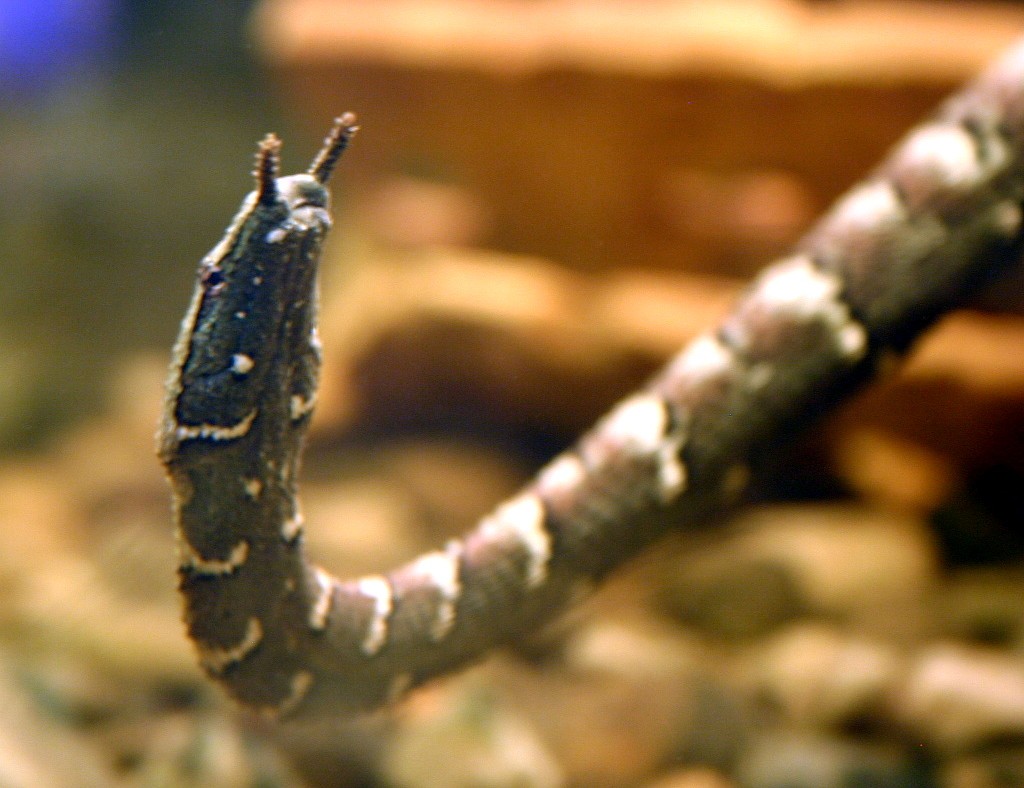 East indian tentacled snake (Erpeton tentaculatum)