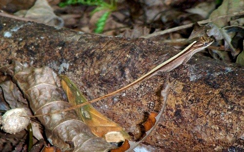 Moist forest anole (Anolis unilobatus)