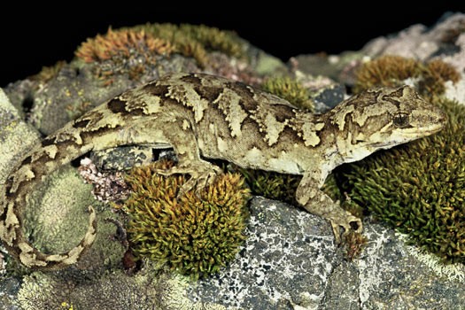 New zealand forest geckos (Mokopirirakau)