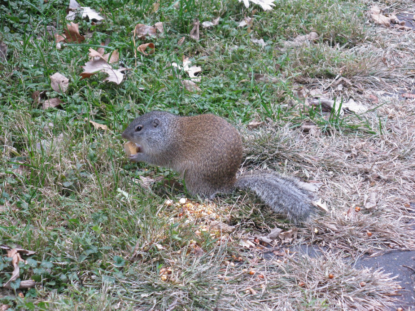 Franklin's ground squirrel (Poliocitellus)