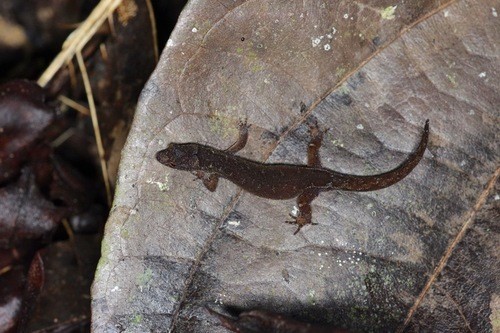 Pseudogonatodes guianensis (Pseudogonatodes guianensis)