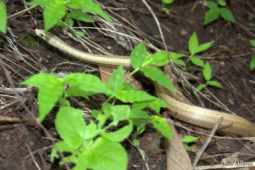 Ridgehead snake (Manolepis putnami)