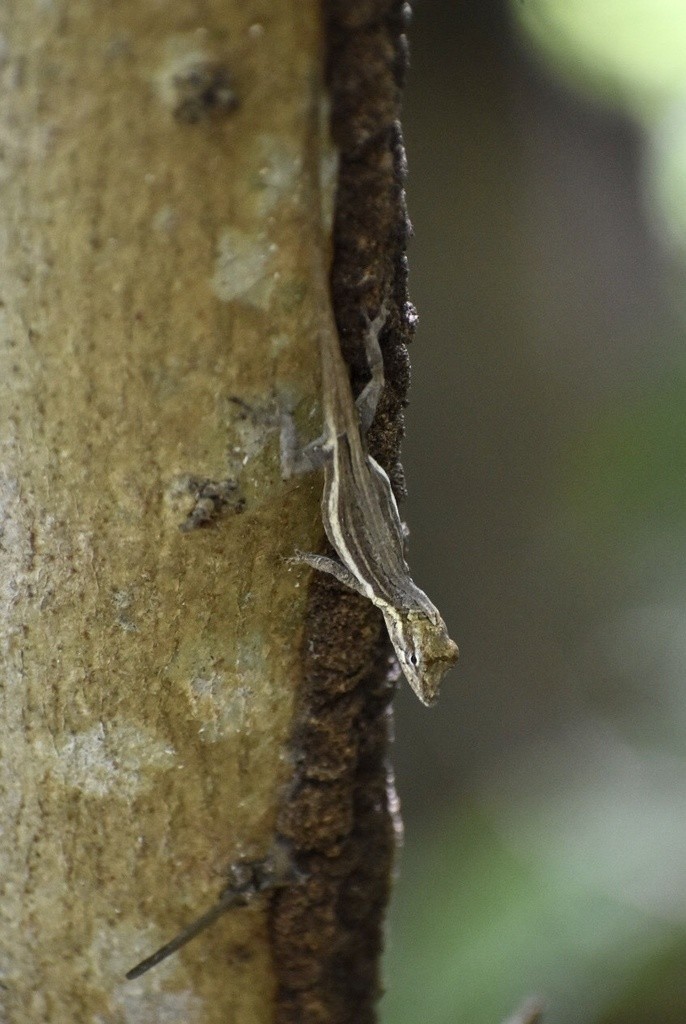 Oriente pallid anole (Anolis litoralis)