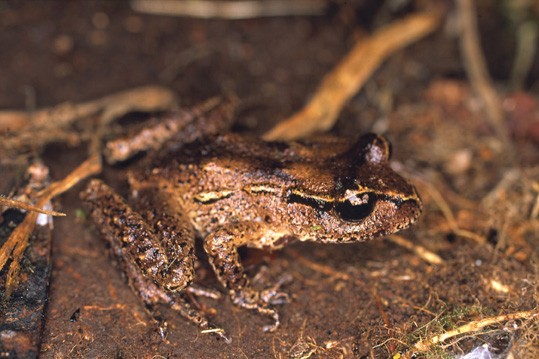 New zealand primitive frogs (Leiopelma)