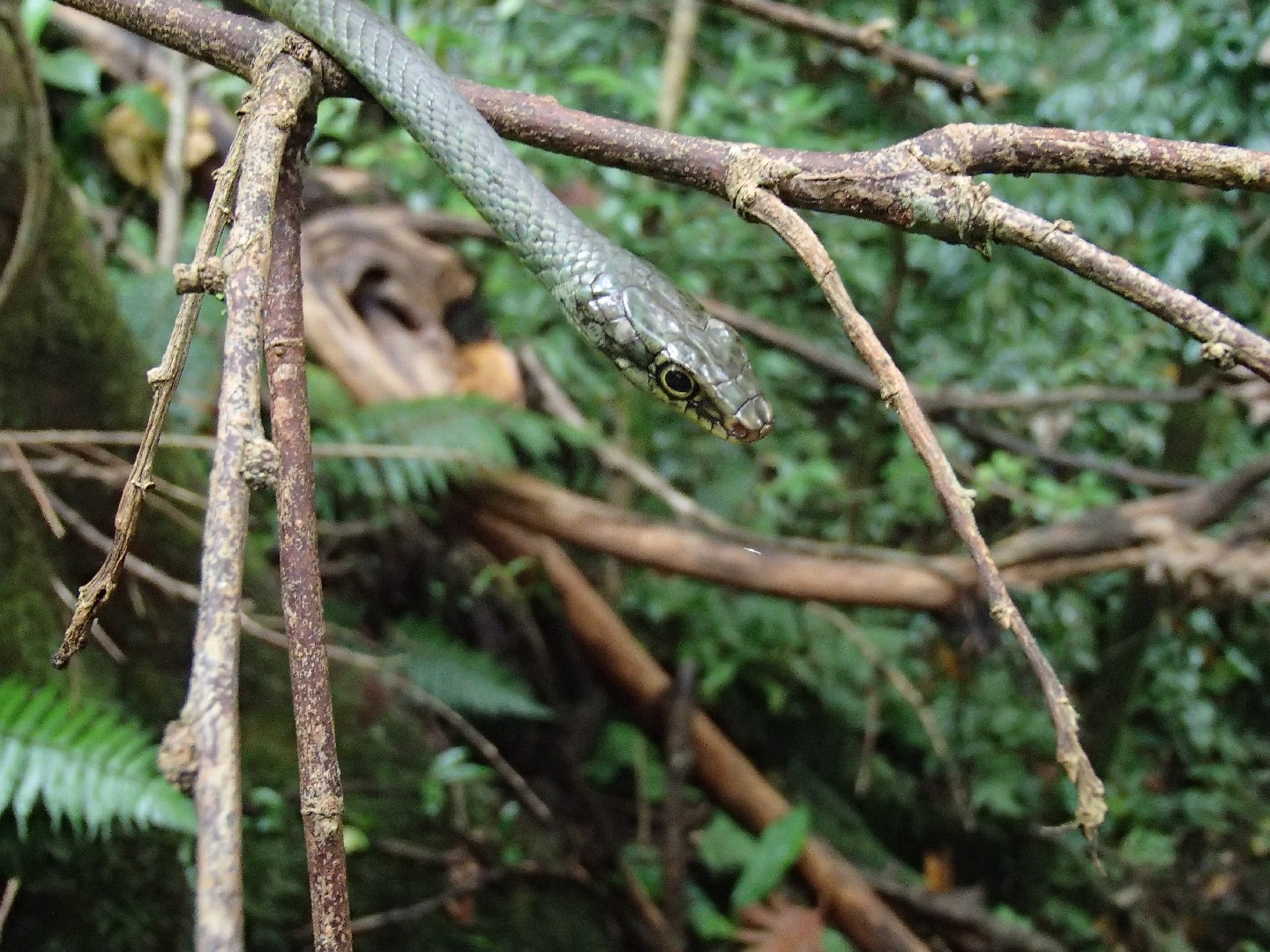 Philothamnus (Philothamnus)