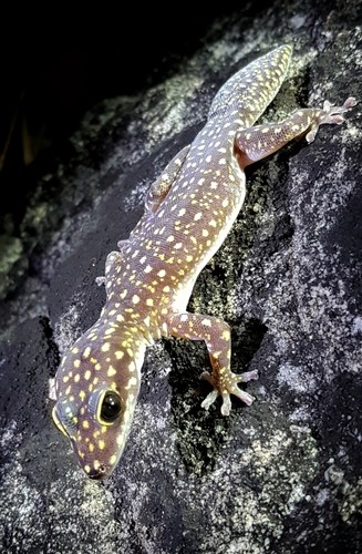 Marbled velvet gecko (Oedura)