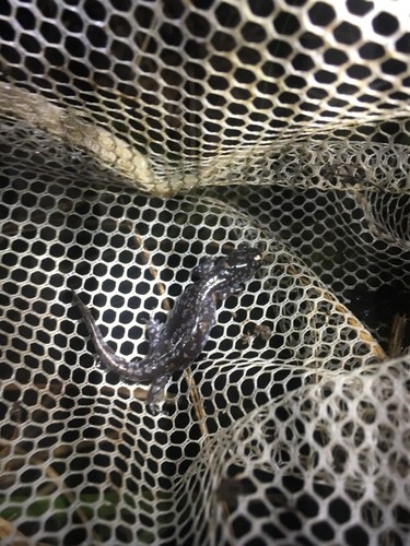 Mabee's salamander (Ambystoma mabeei)