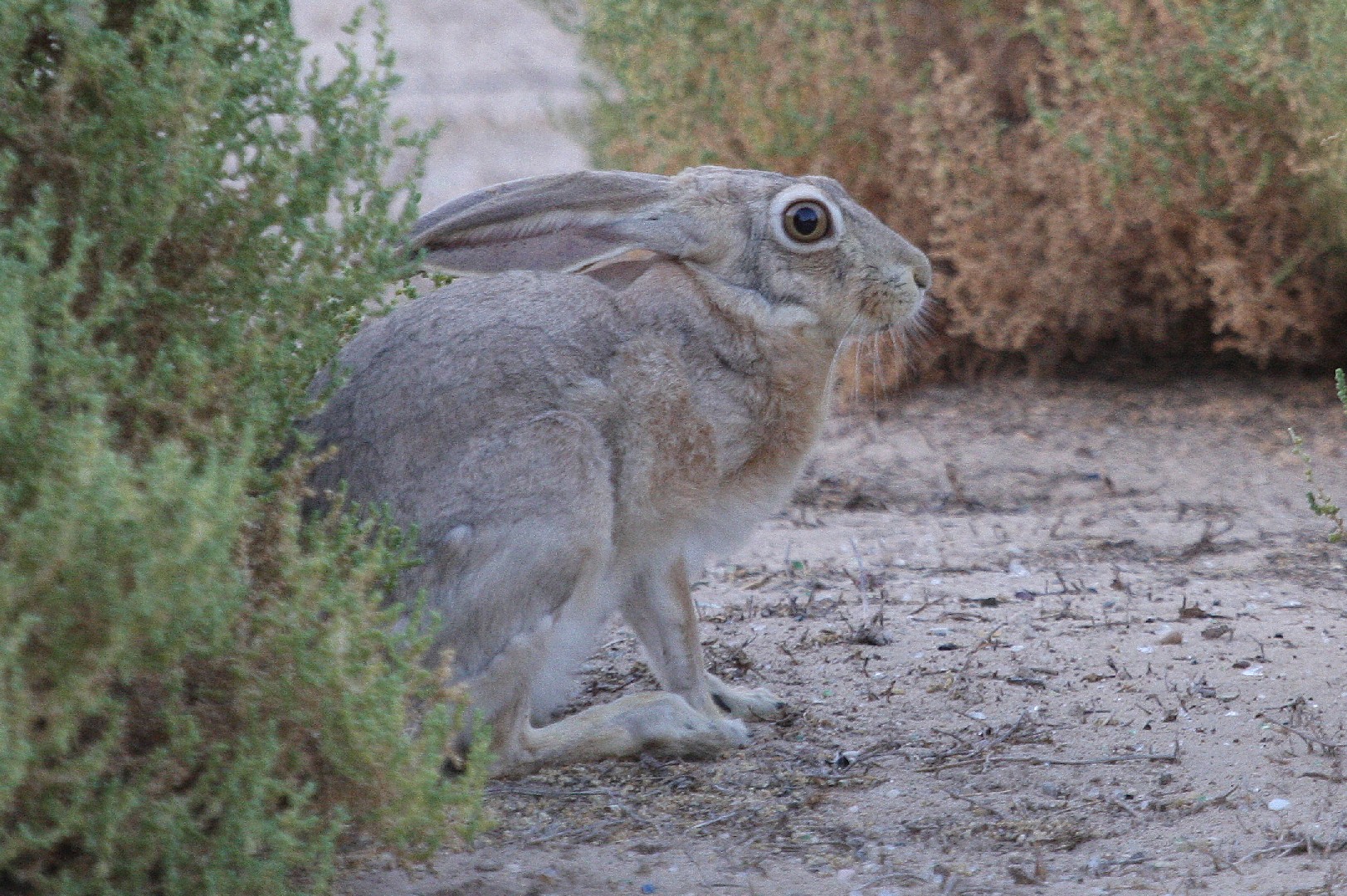 Hares and jackrabbits (Lepus)