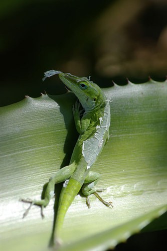 Anolis carolinensis carolinensis (Anolis carolinensis carolinensis)