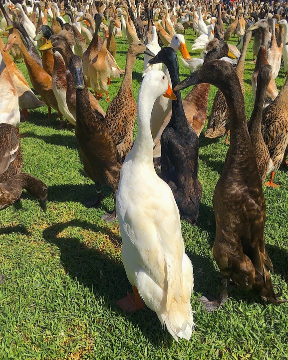Indian Runner Duck (Anas platyrhynchos domesticus 'Indian Runner')