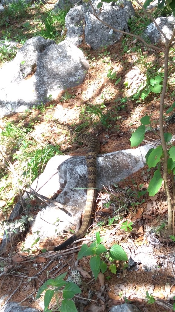 Víbora de cascabel totonaca (Crotalus totonacus)