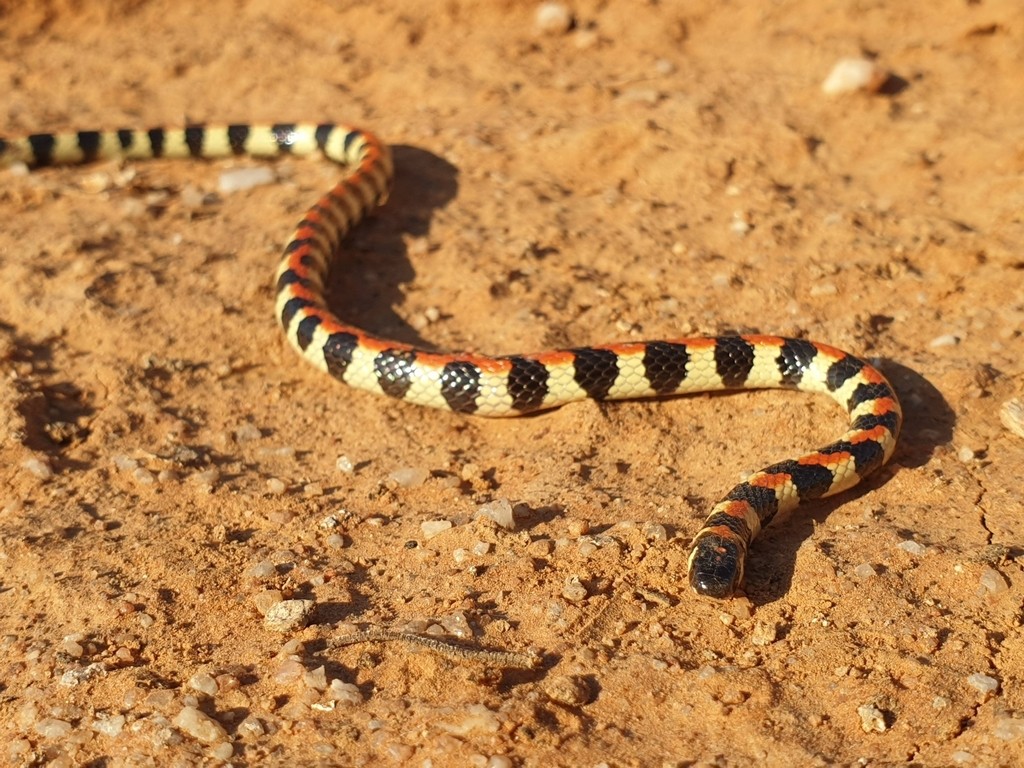 Spotted harlequin snake (Homoroselaps lacteus)
