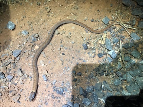 Black-headed scaly foot (Pygopus schraderi)