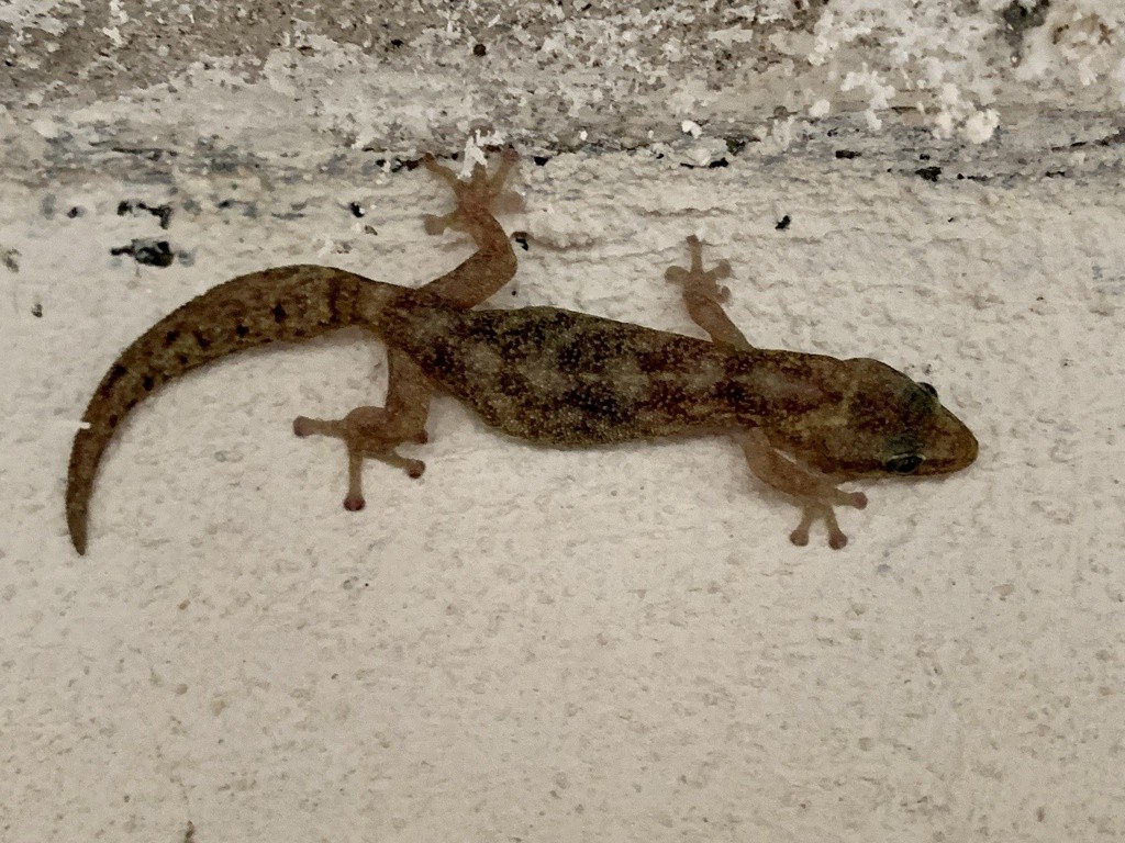 Europäischer blattfingergecko (Euleptes europaea)