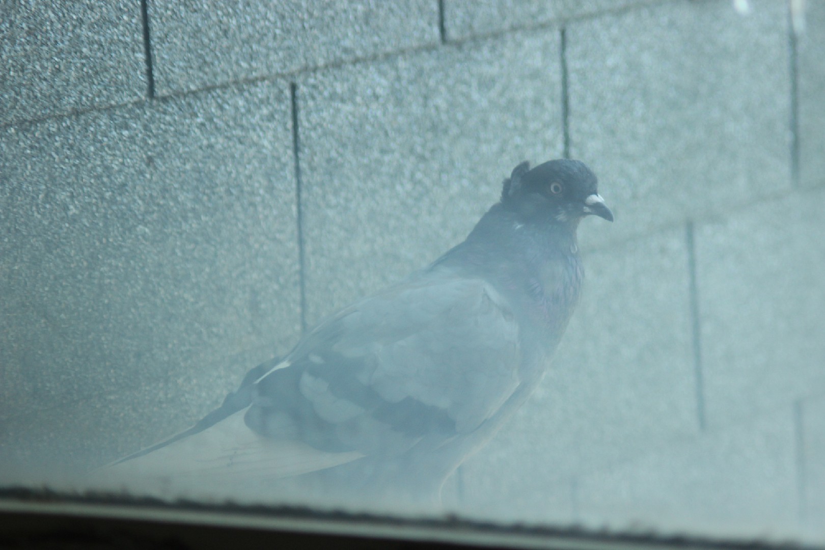 Serbian Highflyer pigeon (Columba livia domesticus 'Serbian Highflyer')