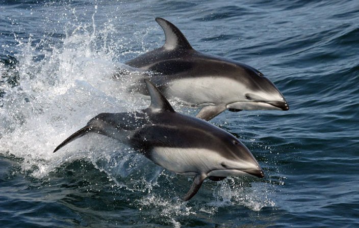 White-sided dolphins (Lagenorhynchus)