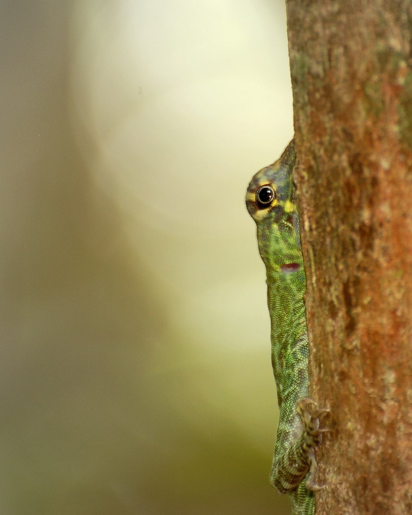 Bridled anole (Anolis frenatus)