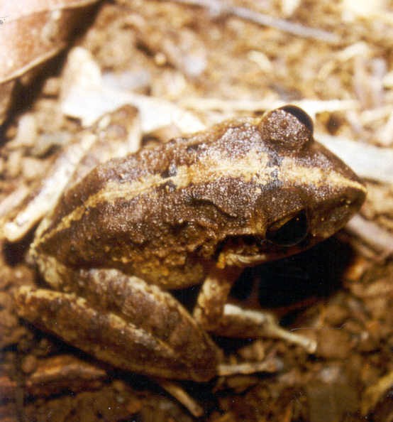Rana ladradora centroamericana (Craugastor rugulosus)