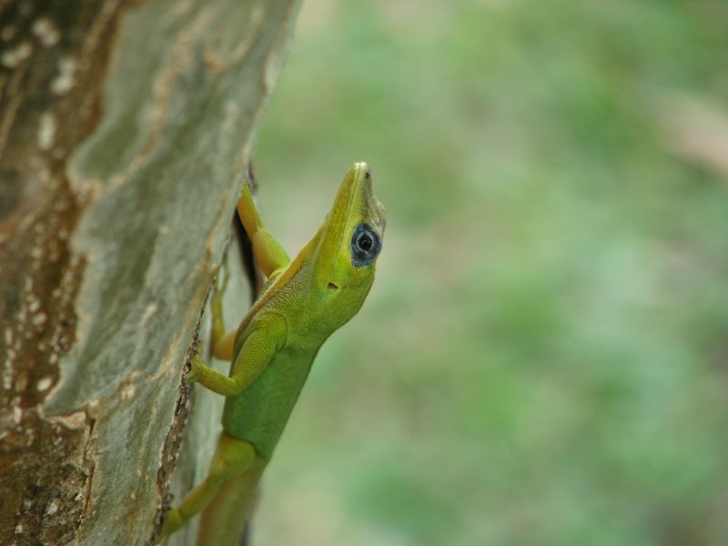 Saint Vincent's bush anole (Anolis trinitatis)